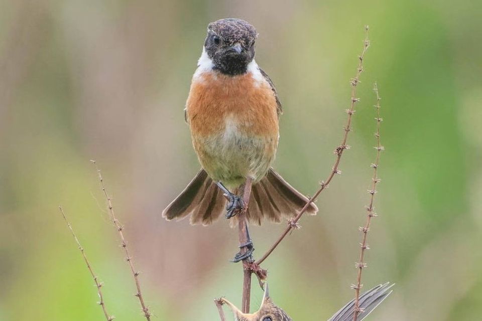 Credit Brenda Sheridan Biodiversity Photographer of the Year 2023